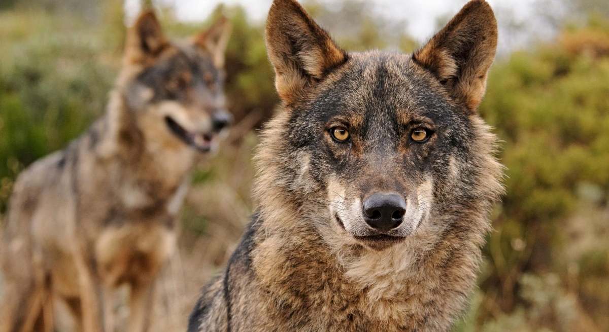 Dos lobos