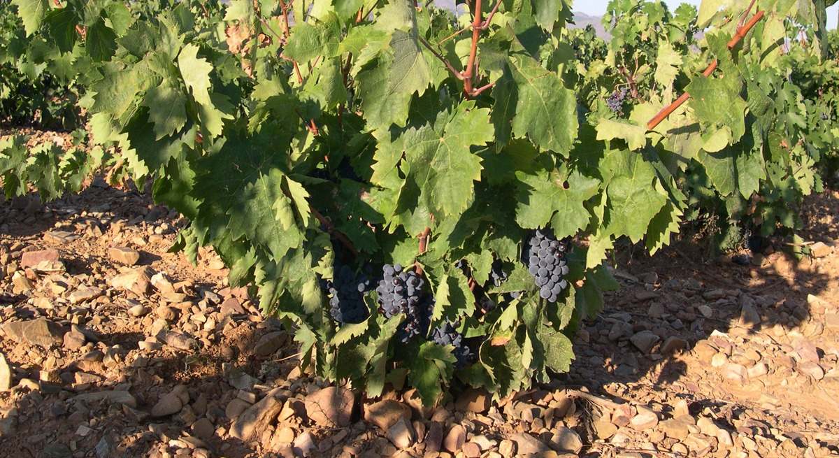 vino dop cariñena