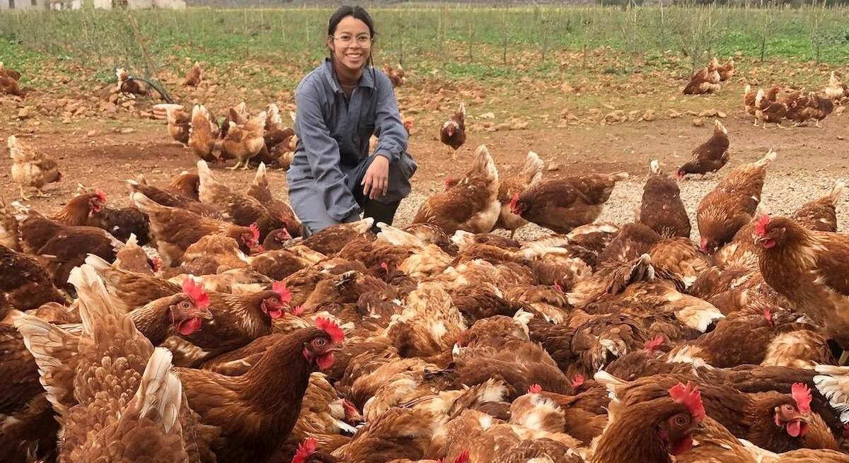 Cindy Vargas, criadora de gallinas camperas