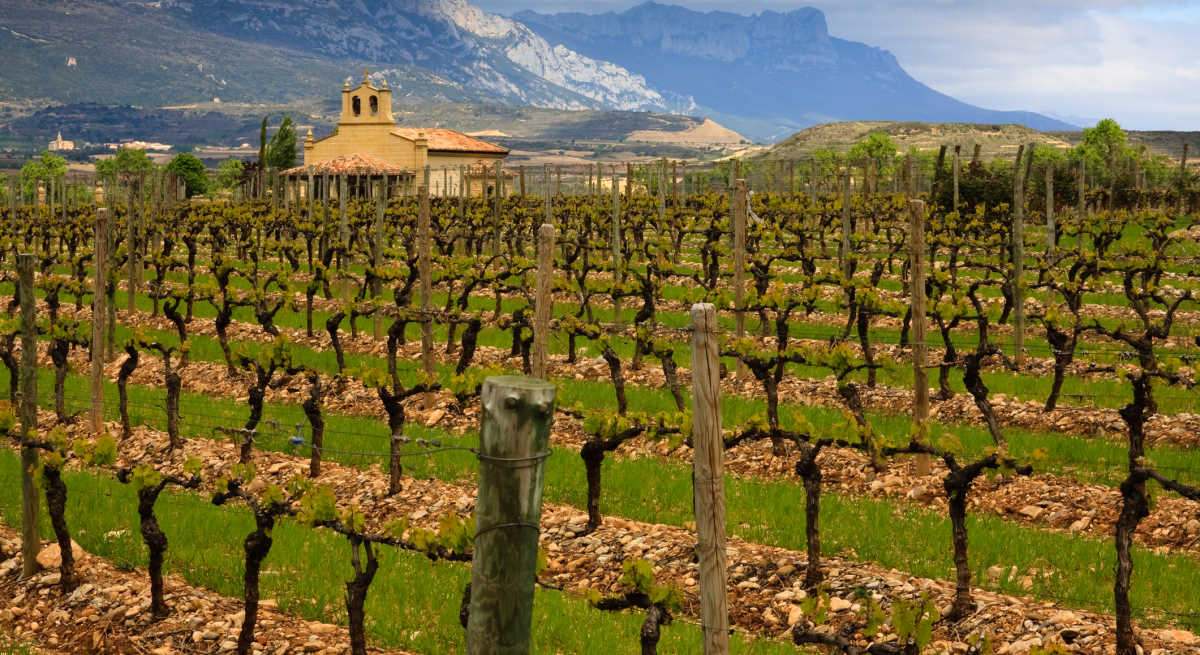 Viñedo en la Rioja