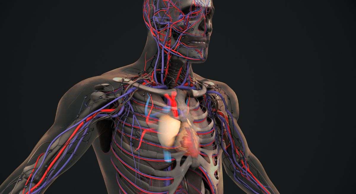 Arterias y venas del cuerpo humano