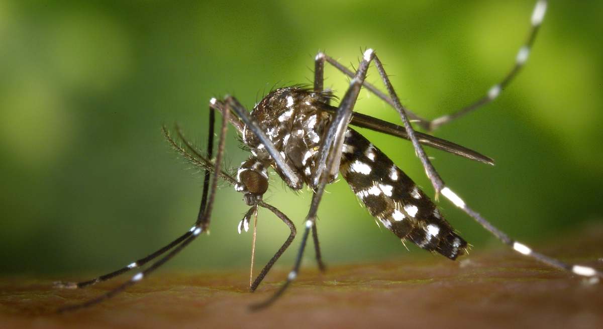 El repelente casero para ahuyentar y evitar picaduras del mosquito tigre