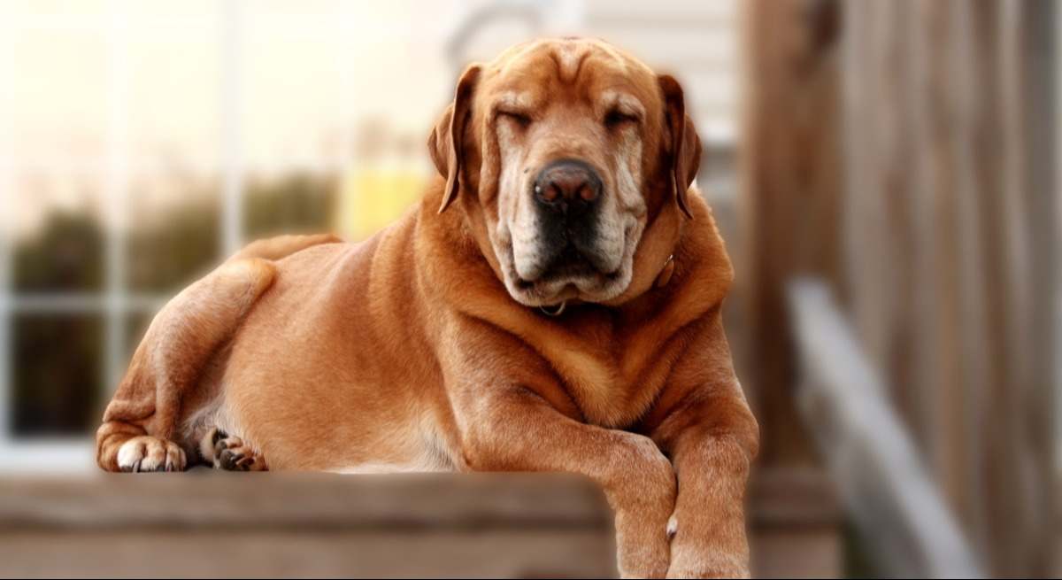perro-anciano