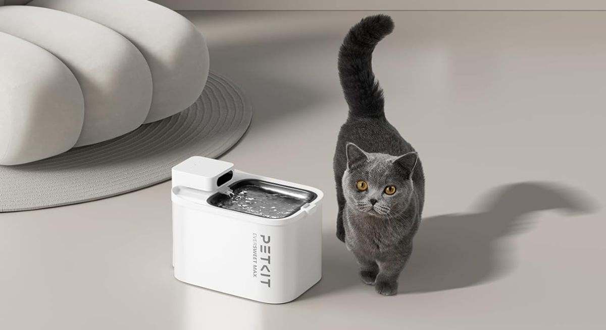 La mejor fuente de gatos con descuento