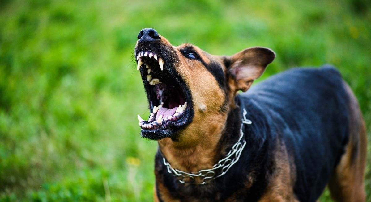 perro-canva