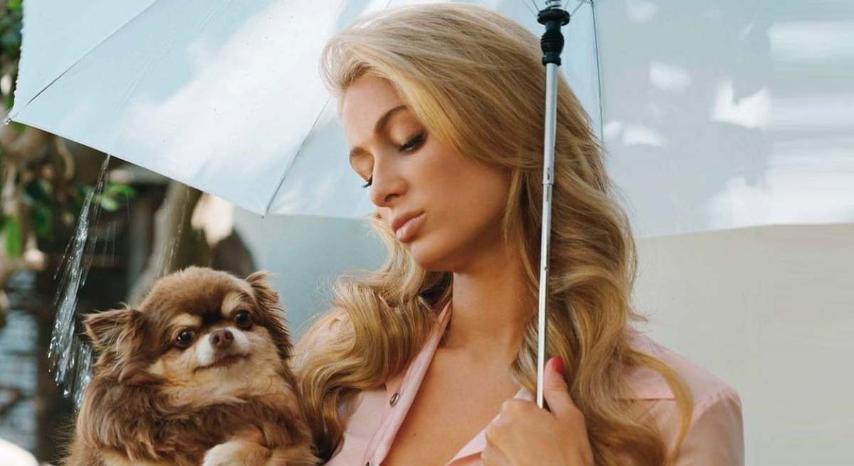 paris-hilton-chihuahua-1200.jpg