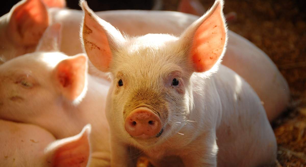 cerdito.jpg