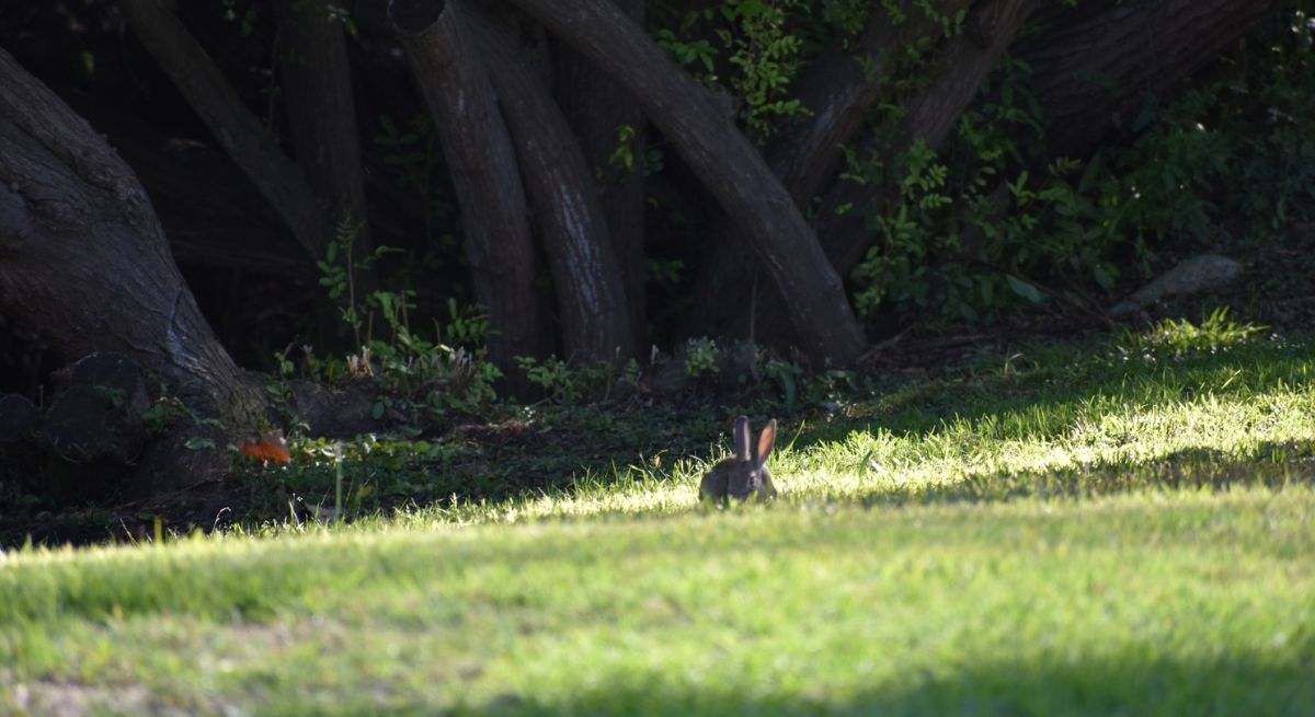 Una investigación redescubre una especie rara 120 años después de su desaparición: "Me quedé completamente sorprendido"