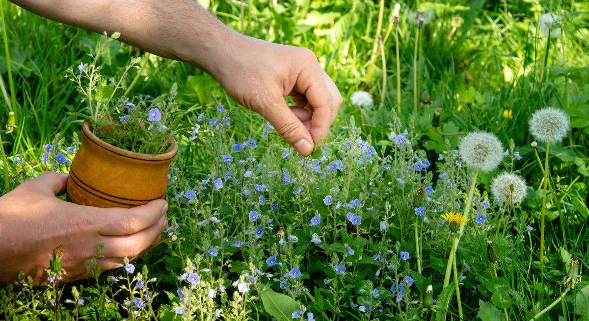 Hierba medicinal de diente de león
