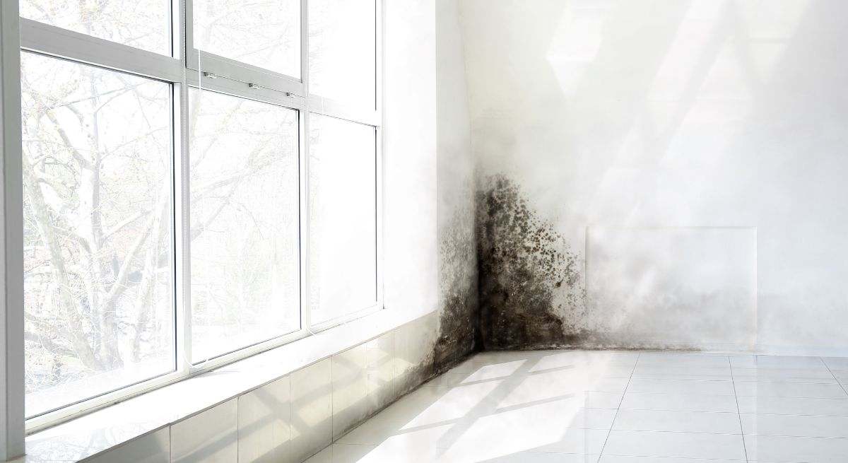 Moho en la ventana