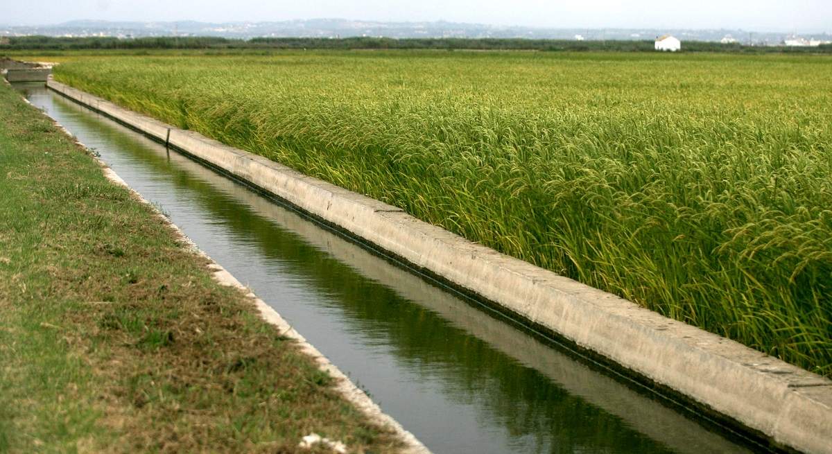 Arroz_Albufera.jpg