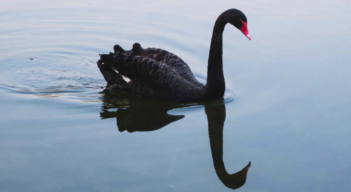 Un cisne negro nadando