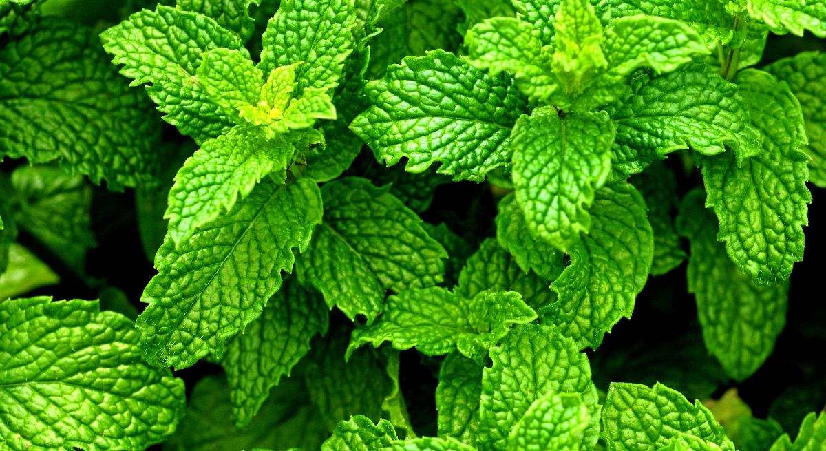 La hierbabuena es una especie de planta de menta