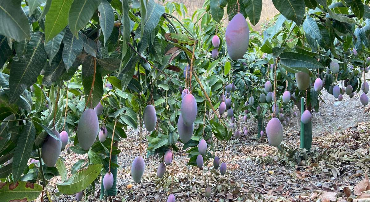 Campana-mango-nacional-2022.jpg