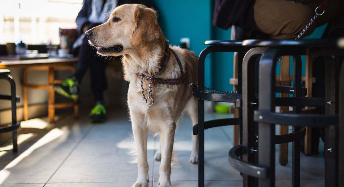 perro-en-un-bar-istock.jpg