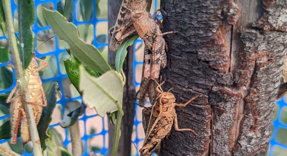 La plaga de saltamontes que acecha Requena (Valencia).