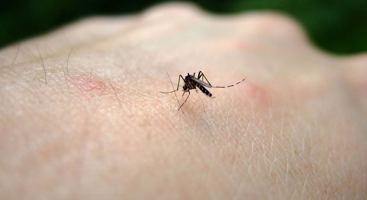 La prensa británica alerta a sus ciudadanos del aumento de casos del virus del Nilo Occidental en puntos turísticos españoles