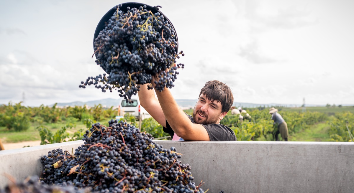iStock-1341464834-temporeros-uva-francia.jpg