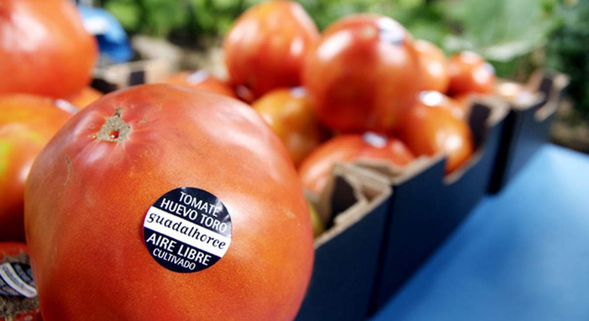 tomate-huevo-toro-apertura.jpg