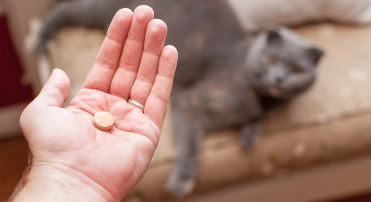 El medicamento tóxico en gatos.