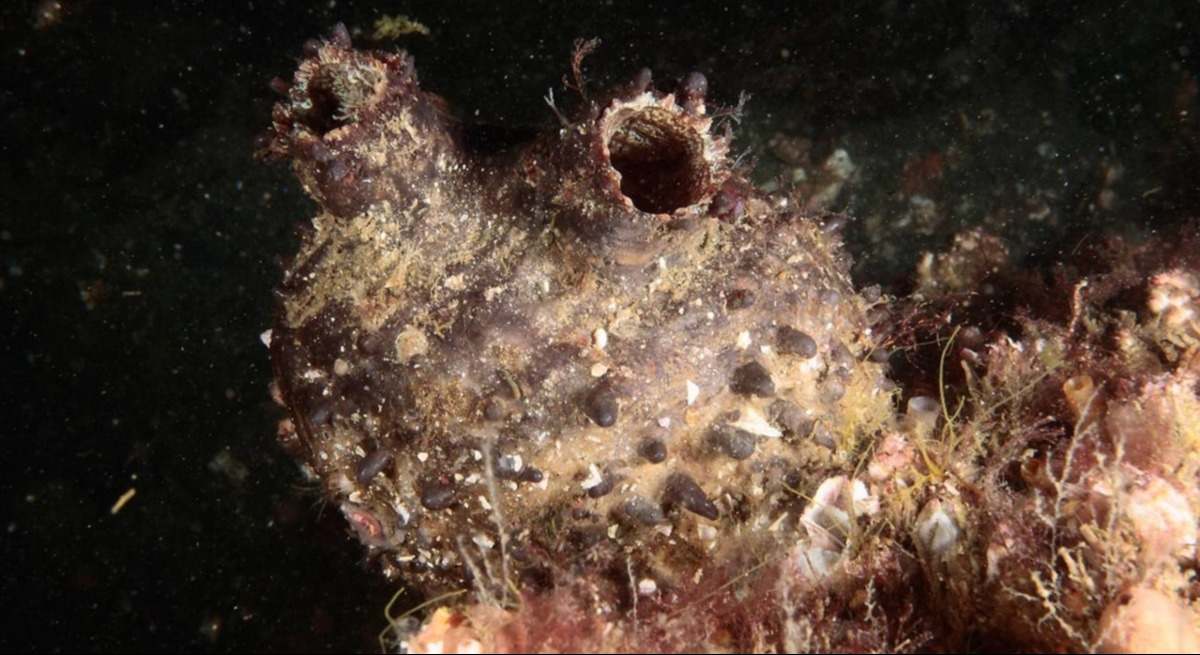 Ejemplar de tunicado solitario de la especie tunicado solitario. / Pyura herdmani