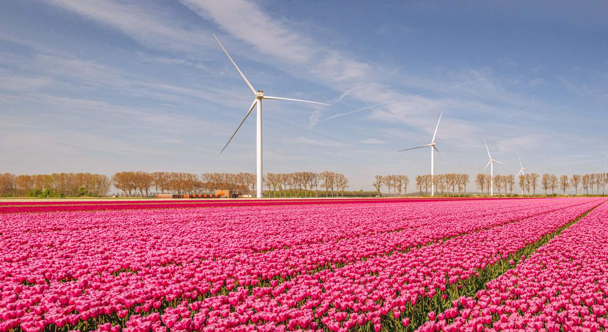 Eolica-flores-iStock-1200.jpg