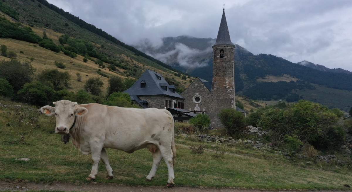montgarri-vaca.jpg