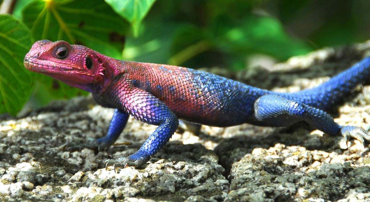 Reptiles