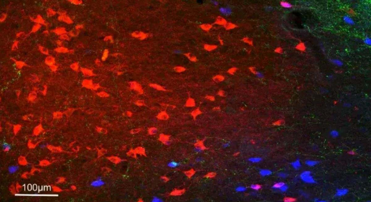 Investigadores españoles trazan el primer mapa completo de los circuitos del núcleo pulvinar del cerebro