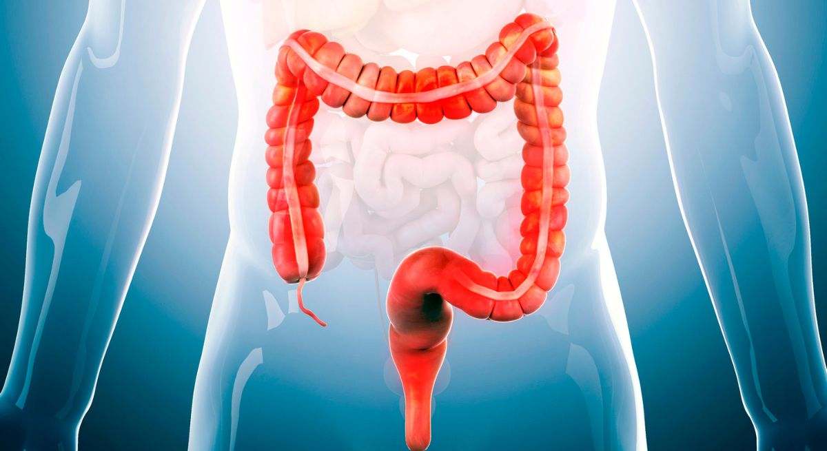 El colón es la parte fina del sistema digestivo en los seres humanos