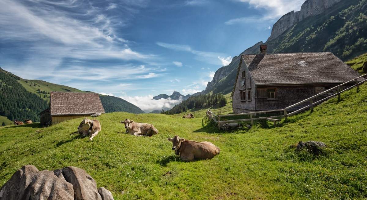 vacas.jpg