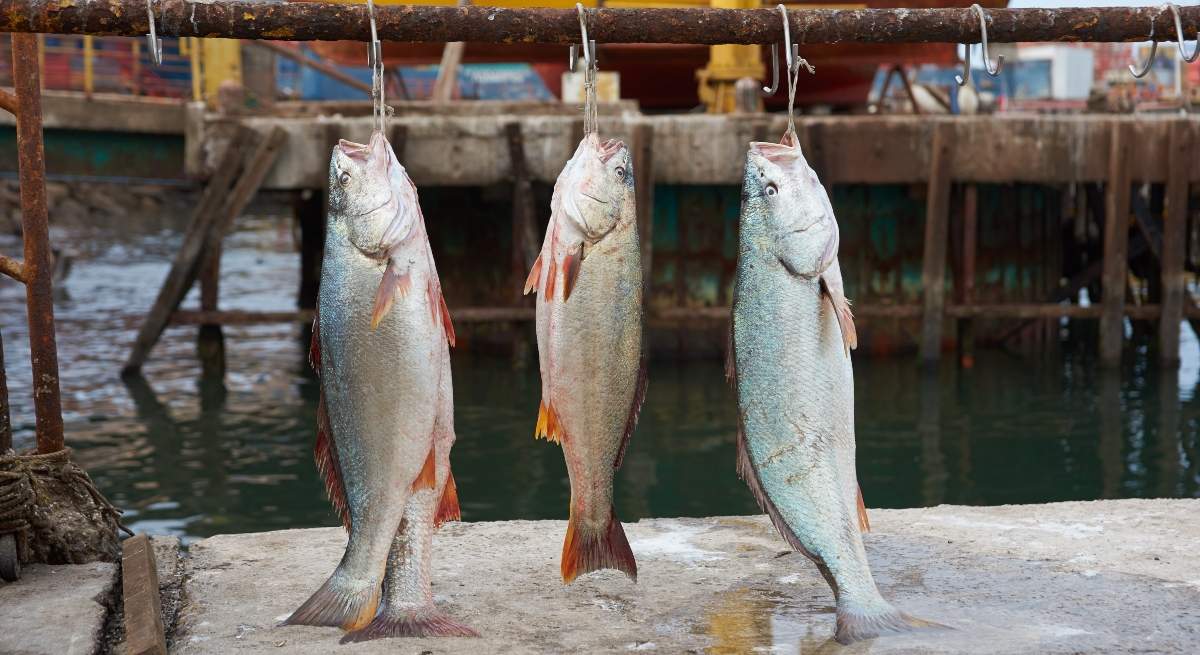 corvina_chile.jpg