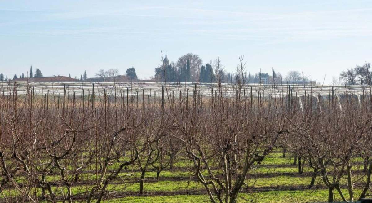 ayudas agricultura ganaderia aragon