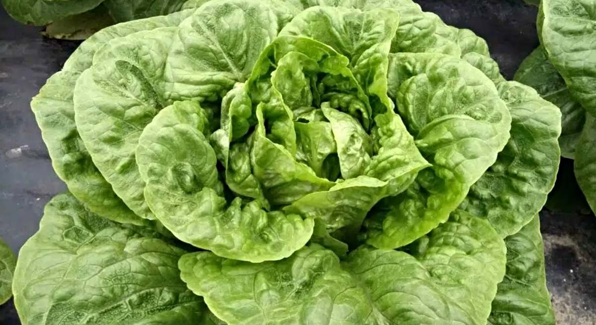 Una lechuga