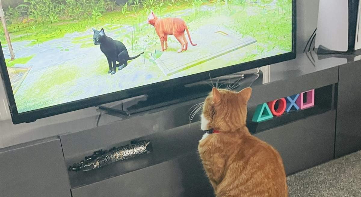 Stray-gato-twitter.jpg