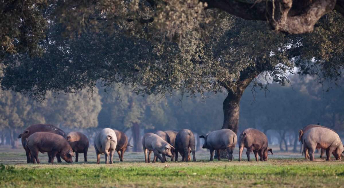 thumbnail_La-Abadia-Ibericos_dehesa_1.jpg