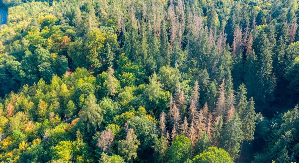 Bosque verde