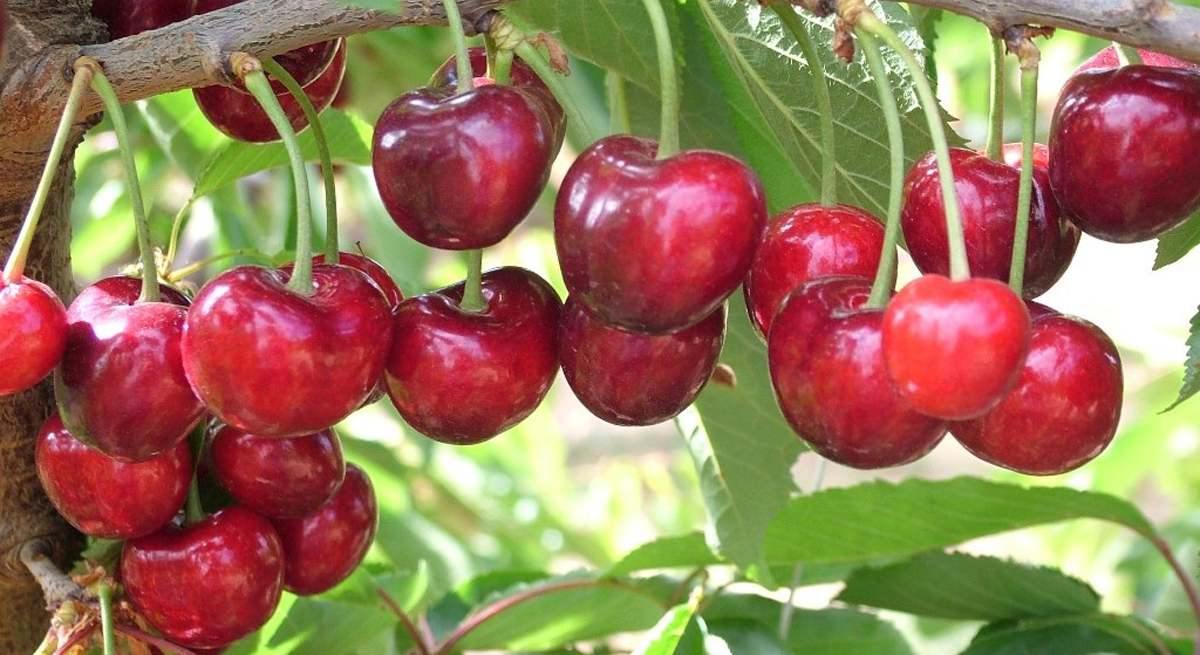 cerezas