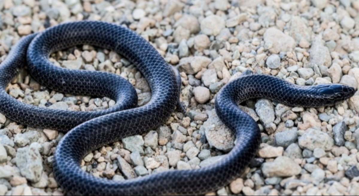 Imagen de archivo de una serpiente.