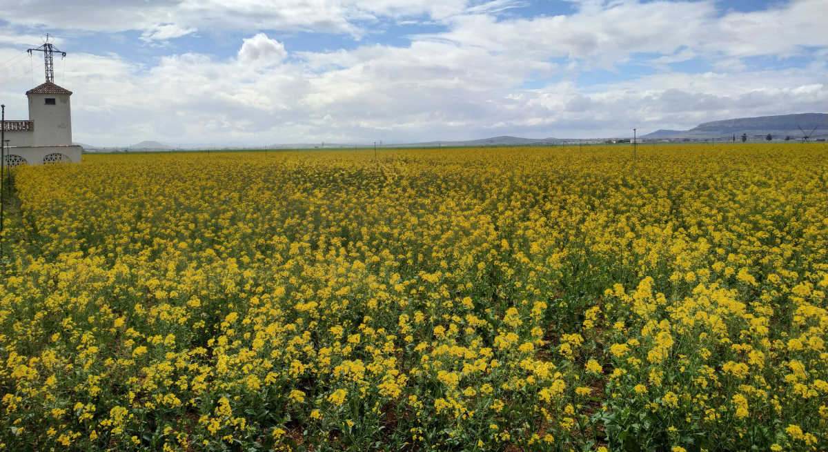 Campo de colza en España