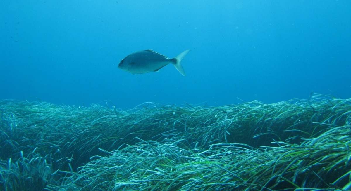 Una imagen de posidonia en el fondo marino.