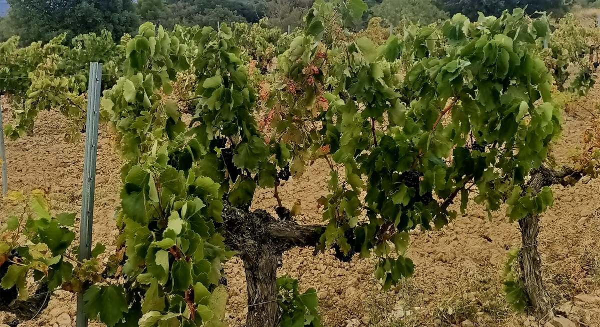 uvas