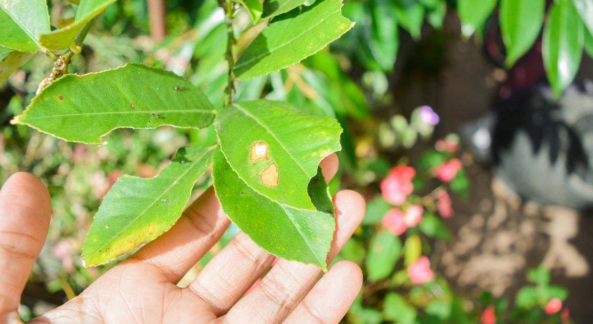 Tener plantas en casa