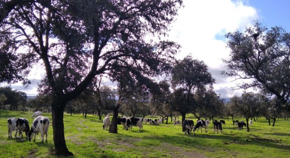 Ganadería extensiva de una cooperativa andaluza.