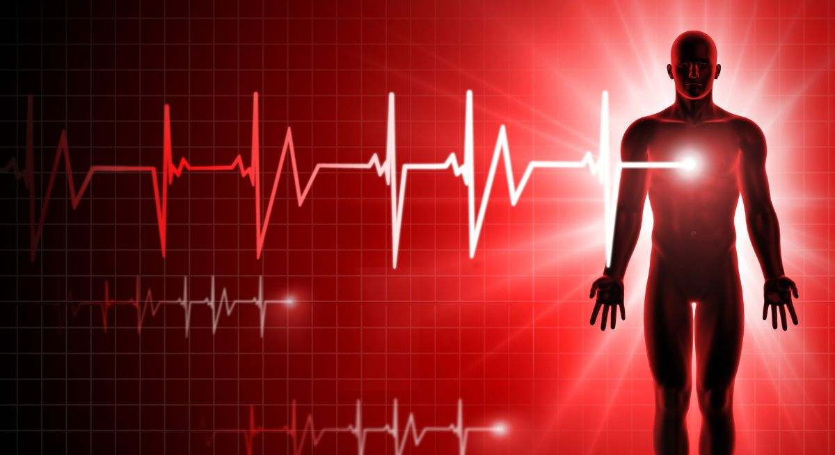 El corazón es el principal órgano del aparato circulatorio humano