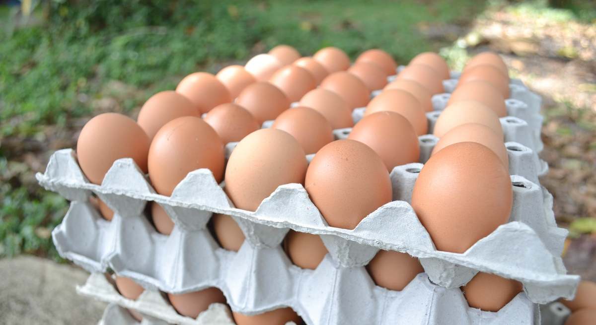 Huevos
