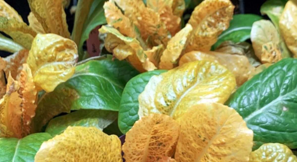 Imagen de la lechuga dorada diseñada por investigadores de la UPV