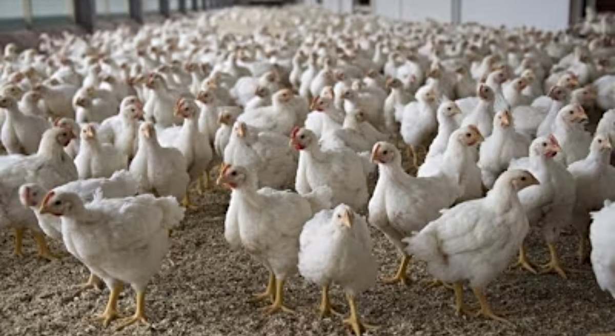 Un criadero de pollos