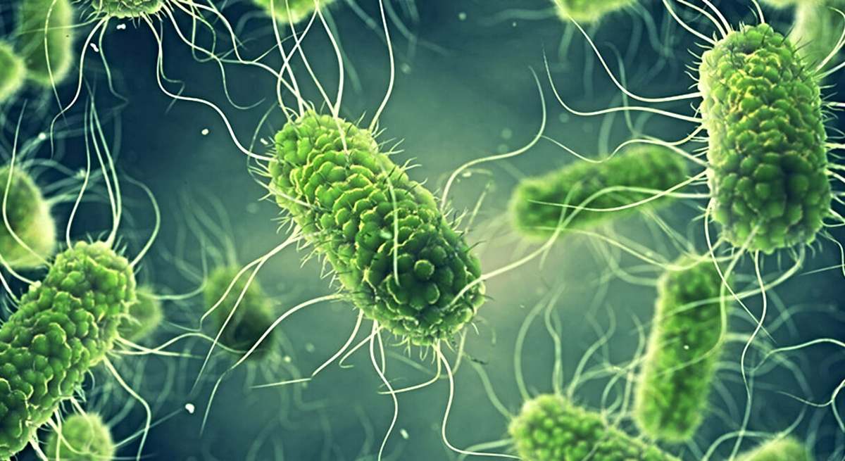 Salmonella en el microscopio
