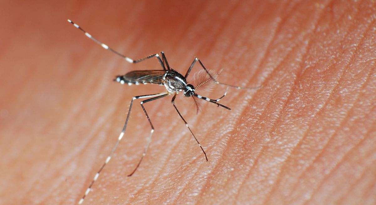 Los mosquitos transmisores son el Aedes aegypti y el Aedes albopictus (mosquito tigre).